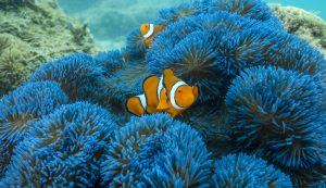 Blue Anemone Nemo Frankland Islands